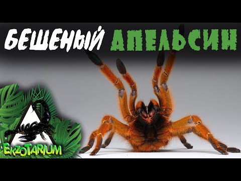 Видео: ОПАСНЫЙ, ЯДОВИТЫЙ ПАУК СЛОМАЛ ЖИЗНЬ???  Птеринохилус муринус aka БЕШЕНЫЙ АПЕЛЬСИН!!!
