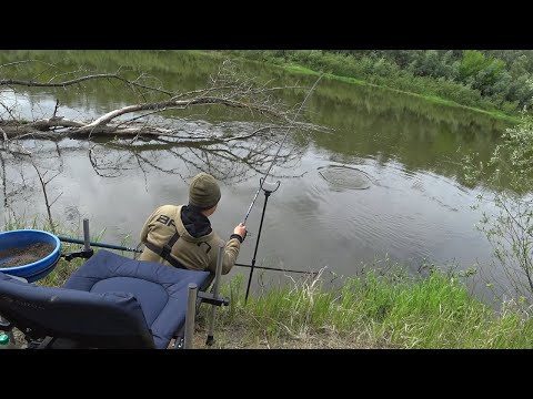 Видео: Рыбалка на Десне на Фидер. Клев есть всегда