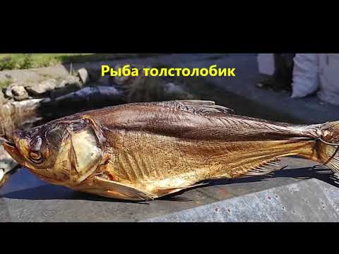 Видео: РЫБА ГОРЯЧЕГО КОПЧЕНИЯ ,толстолобик .