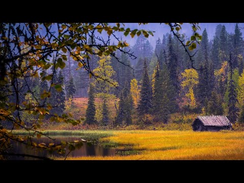 Видео: Живём с Женой в Тайге Круглый Год. Наш Промысел. Лось на Вабу. Рыбалка в Глуши. Быт на Кордоне.