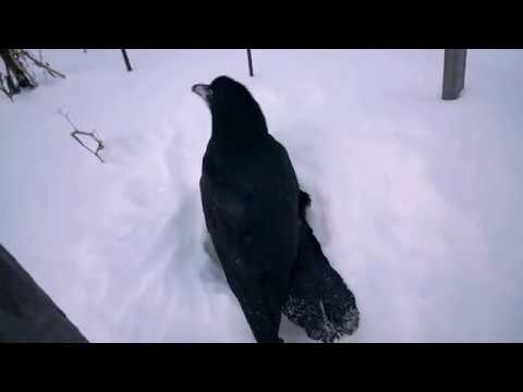 Видео: Ворон Вася на даче. Первая прогулка после ранения