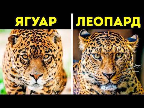 Видео: 12 Пар Животных, Которых вы Постоянно Путаете