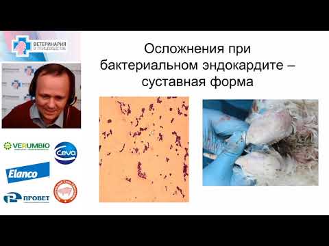 Видео: Василий Афонюшкин. Профилактика антибиотикорезистентности