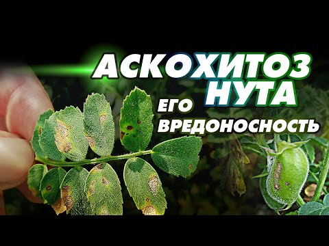 Видео: АСКОХИТОЗ  нута - все что нужно знать о данной болезни на нуте.
