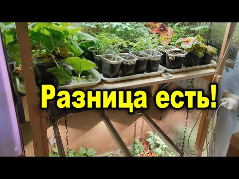 Видео: Фитолампы против белых, разница есть! Тест фитоламп для роста растений.