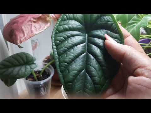 Видео: Комнатные растения. обзор в новом доме