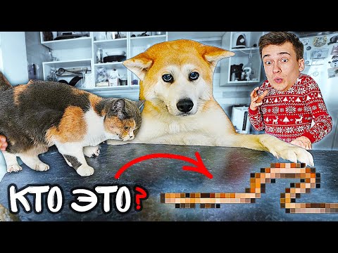 Видео: МОИ ДОМАШНИЕ ЖИВОТНЫЕ