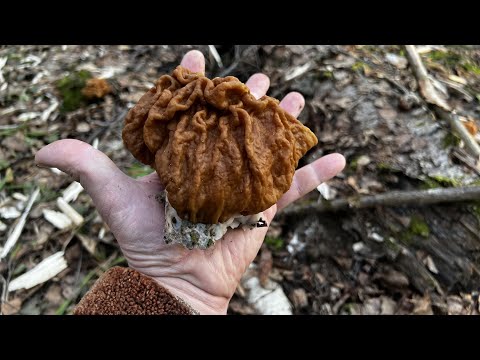 Видео: Весенние грибы в солнечном лесу по утру ! 19 апреля ! Грибы 2023 !