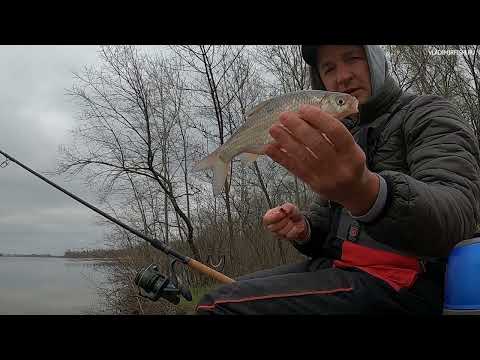 Видео: Выбрался половить на фидер на Дону