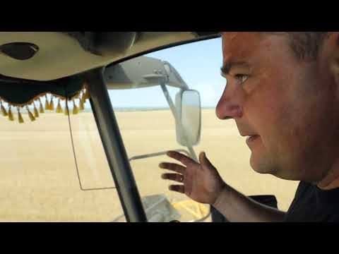 Видео: Уборка пшеницы