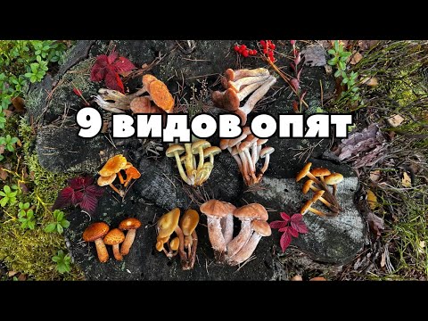 Видео: Как отличить съедобные опята от ядовитых? 9 видов в одном кадре!