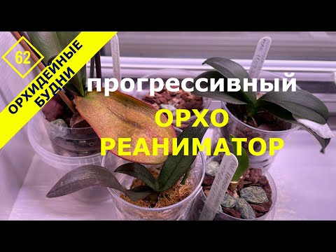 Видео: Как воскресить ОСЛАБЛЕННЫЕ домашние орхидеи ?! Прогрессивный РЕАНИМАТОР для орхидей