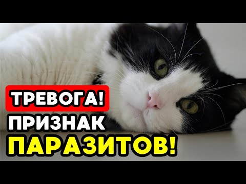 Видео: Если твоя кошка делает ЭТО — возможно, у неё ПАРАЗИТЫ!