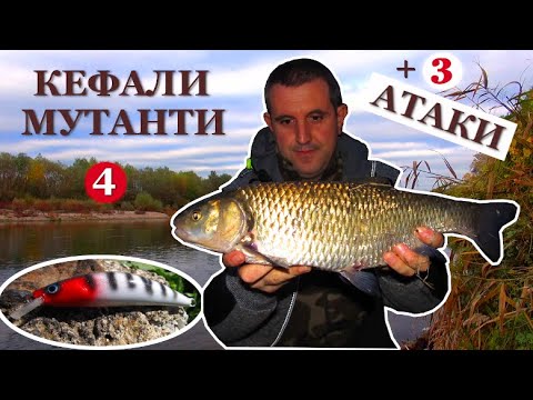 Видео: Риболов на Речни КЕФАЛИ-МУТАНТИ на Марица Част 4 + 3 Aтаки на Rаспер!// Huge Chub Fishing & Attacks