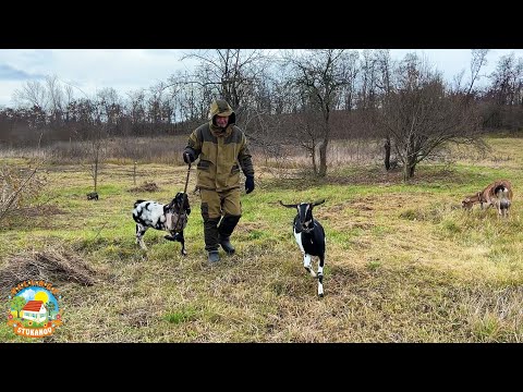 Видео: #474 Калина красная, Кубань прекрасная! Наши будни на хуторе