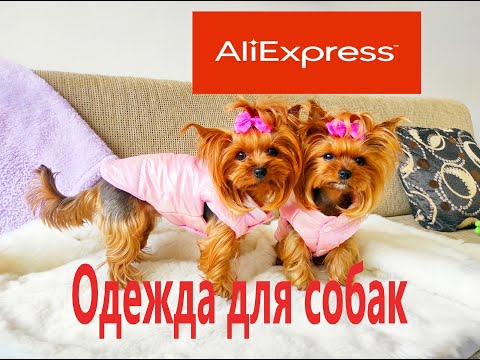 Видео: Одежда для собак с сайта AliExpress