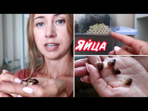 Видео: У МЕНЯ ВЫЛУПИЛИСЬ НОВЫЕ  УЛИТЯТА ИММАКУЛЯТА