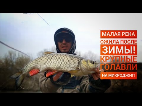 Видео: Крупный голавль на #микроджиг! Преднерестовый жор голавля! Малая река черноземья.