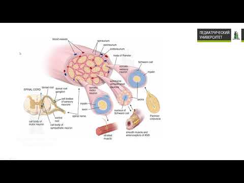 Видео: 21. Органы ПНС