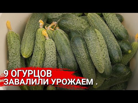 Видео: 9 огурцов завалили урожаем!