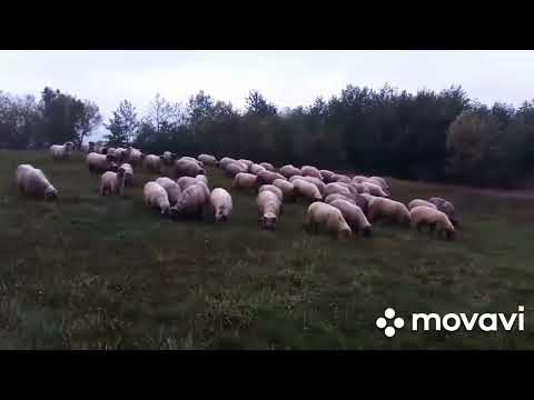 Видео: Під дощем