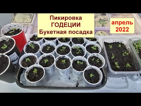 Видео: Годеция. Пикировка рассады. Обработка фитоспорином. Букеткая посадка. Апрель 2022.