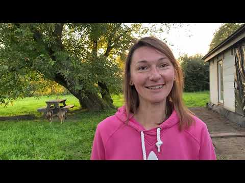 Видео: Павловнію полюбляють овечки