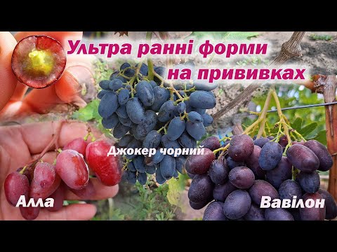 Видео: Ультра ранні форми на прививках.