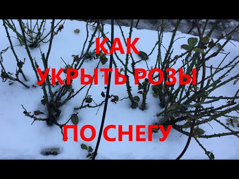 Видео: Как укрывать розы по снегу. Укрытие одиночной розы.