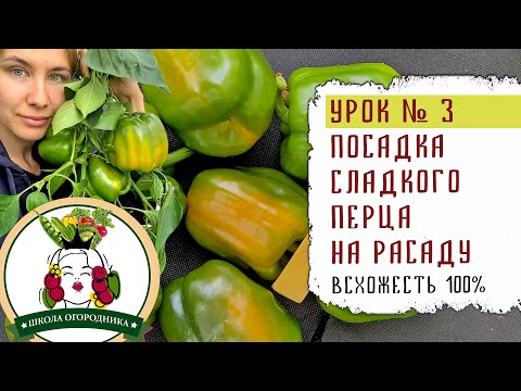 Видео: ПОСАДКА СЛАДКОГО ПЕРЦА НА РАССАДУ  ВСХОЖЕСТЬ 100%  УРОК №3