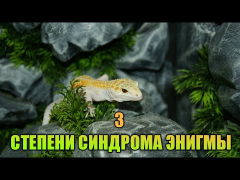 Видео: 3 СТЕПЕНИ СИНДРОМА ЭНИГМЫ / ПОДРОБНО РАЗБИРАЕМ КАЖДУЮ СТЕПЕНЬ