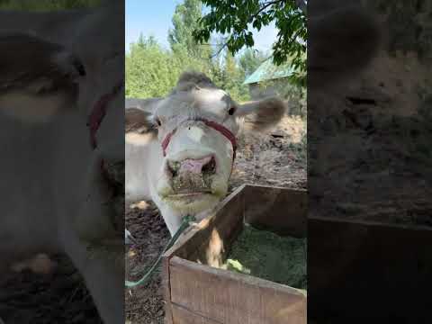Видео: Сатылады Шымкент