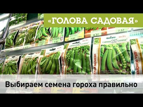 Видео: Голова садовая - Выбираем семена гороха и фасоли правильно