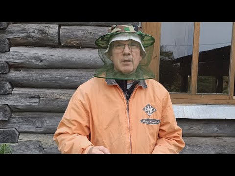 Видео: Появились осы. Это опасно