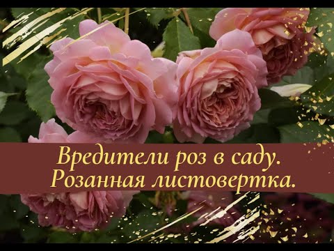 Видео: Вредители роз в саду. Розанная листовертка.