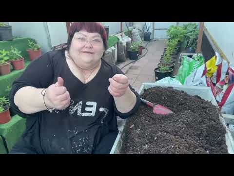 Видео: Пересадка черенков гортензий