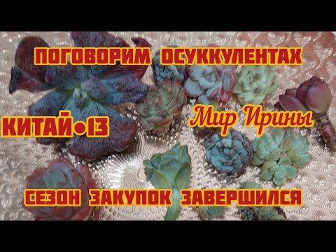 Видео: #мояколлекция Поговорим о суккулентах | Китай ●13| Сезон посылок завершился ●☆▪︎☆▪︎☆