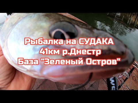 Видео: Ловим СУДАКА р .Днестр база "Зелёный Остров"