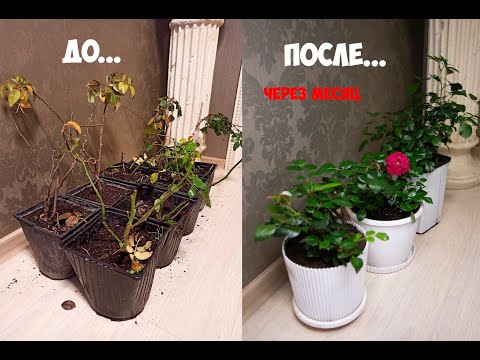 Видео: Реанимация роз зимой за МЕСЯЦ!!!Один из методов!