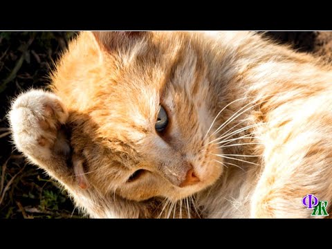 Видео: СЛЁЗЫ катились по густой шерсти КОШКИ, проникая до кожи, покрытой укусами блох и шрамами. Но она...