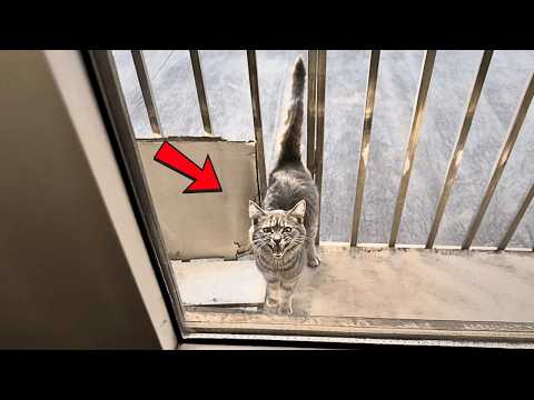 Видео: Холодной зимой бездомный кот постучал в моё окно, будто спрашивая: «Можно я перезимую здесь?»