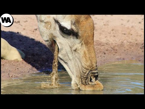 Видео: Жираф Не Может Напиться, Потому Что Вода Продолжает Вытекать