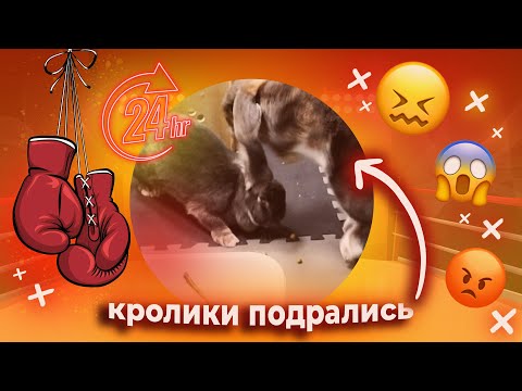 Видео: 24 часа С КРОЛИКАМИ / ДРАКИ, ПОБЕГ ИЗ КРОЛЬЧАТНИКА/ знакомство кроликов