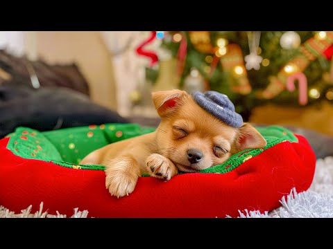 Видео: Успокаивающая музыка для ваших собак 🐶 Пианино для снятия тревоги и стресса 🎶 Полный покой 💖