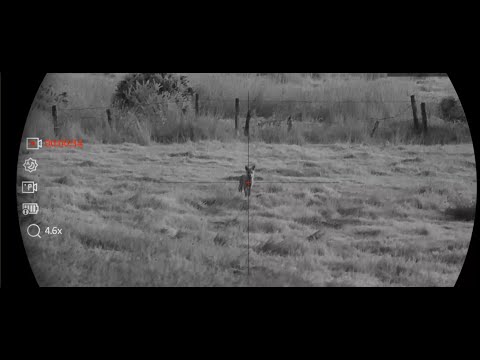 Видео: Писк летних лис Alpex LRF 4K Sako 75 6ppc