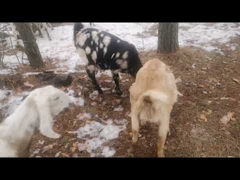 Видео: Первые прогулки в лес с козами.