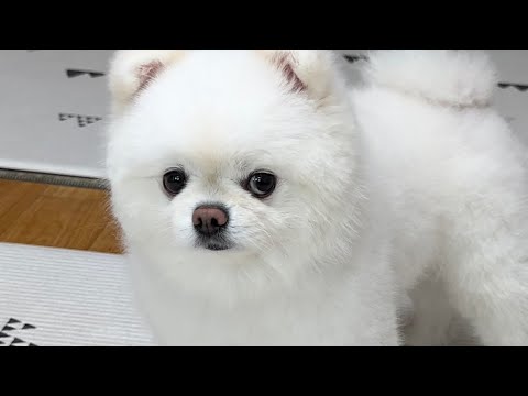 Видео: Я продолжал звать собаку без причины.