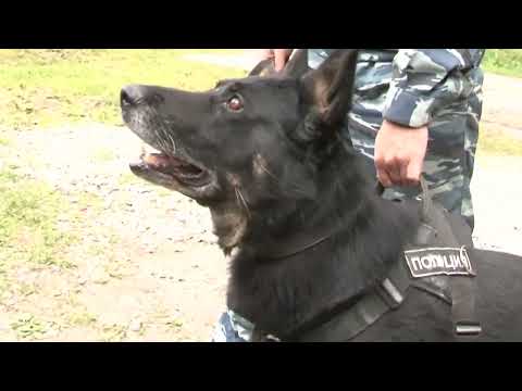 Видео: День кинолога МВД