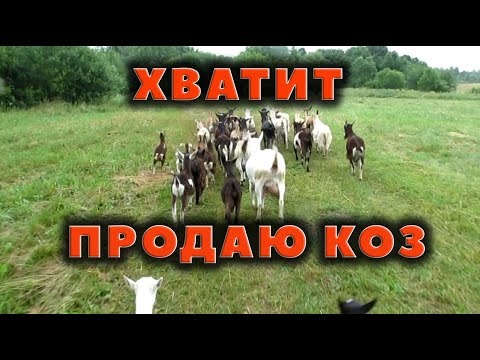 Видео: Продаю коз...