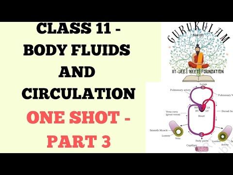 Видео: ЖИДКОСТИ ОРГАНИЗМА И КРОВООБРАЩЕНИЕ ЧАСТЬ 3 БИОЛОГИЯ NEET